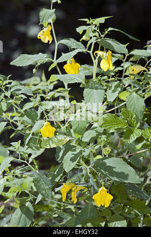 Impatiens-noli-tangere, Touch-me-not Balsam Stock Photo