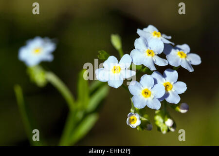 Myosotis palustris, Water Forget-me-not Stock Photo