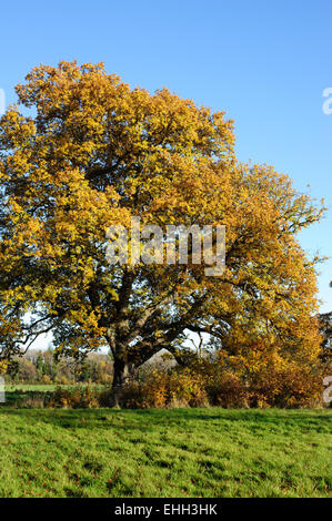 Big autumn oak with yellow leaves on a blue sky background Stock Photo