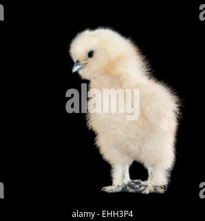 Adorable fluffy teddy bear looking baby chick against black background Stock Photo