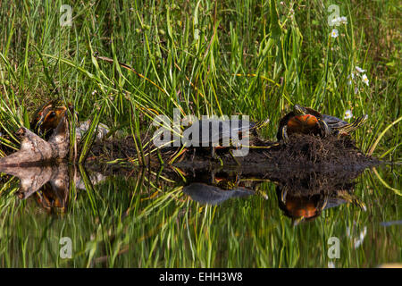 Painted turtles Stock Photo