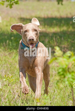 Weimaraner dog running towards viewer in green spring grass Stock Photo