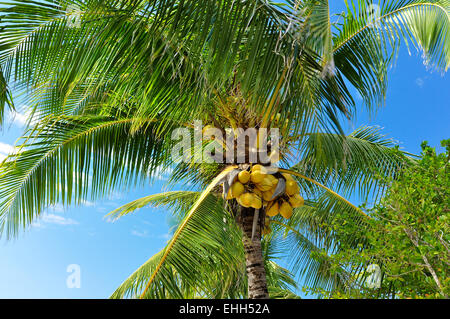 yellow coconuts on the palm tree Stock Photo