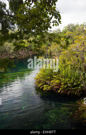 Open cenote with crystal transparent water, Tulum, Mexico Stock Photo