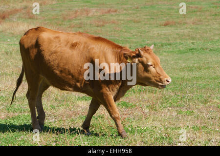 Korean Native Cattle called 'Hanwoo' in a field Stock Photo - Alamy