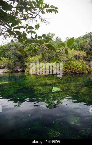 Open cenote with crystal transparent water, Tulum, Mexico Stock Photo