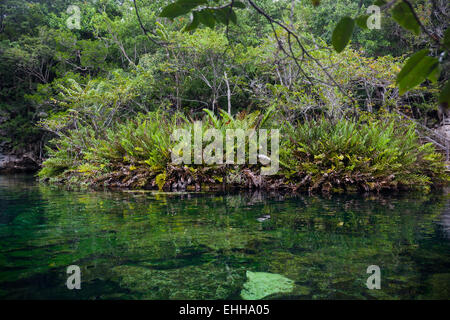 Open cenote with crystal transparent water, Tulum, Mexico Stock Photo