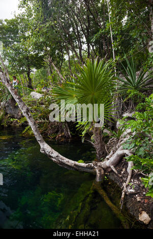 Open cenote with crystal transparent water, Tulum, Mexico Stock Photo