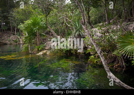 Open cenote with crystal transparent water, Tulum, Mexico Stock Photo