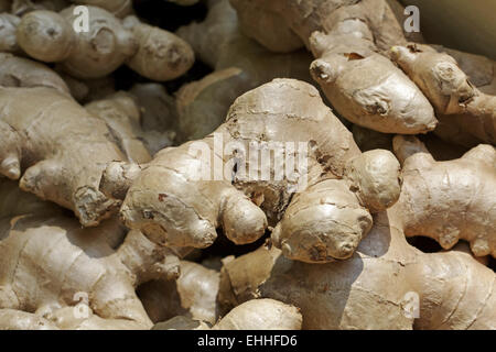 Zingiber officinale, Ginger or Ginger root Stock Photo