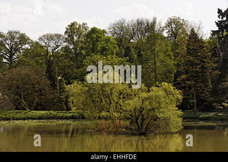 Pond landscape, willows in spring, Westphalia Stock Photo