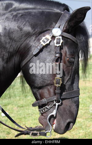 Portrait of a black frisian horse Stock Photo