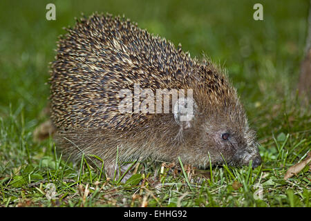 Hedgehog, Erinaceus europaeus Stock Photo