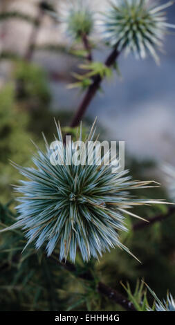 Plants on the island of Santorini, Aegean Sea, Greece Stock Photo