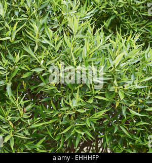 Outdoor shot of a green leaves Stock Photo