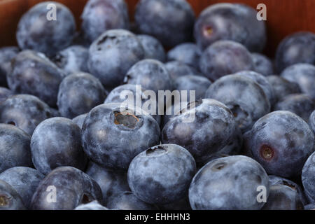 Freshly picked organic blueberries Stock Photo