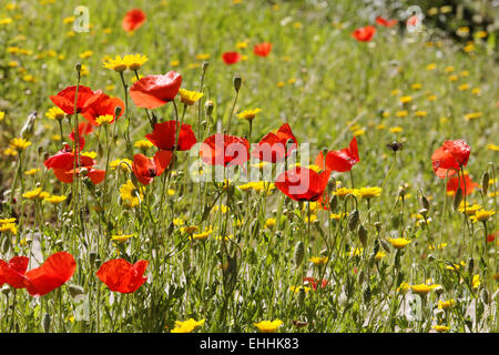 Spring meadow with Corn poppy, Field poppies Stock Photo