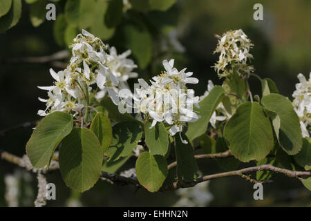 Amelanchier florida, Pacific Serviceberry Stock Photo