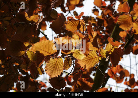 Hazel Tree (Corylus maxima) Red Filbert Stock Photo - Alamy