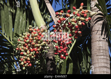 areca (nut) palm Stock Photo