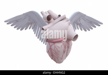 human heart with wings isolated on white backgroung