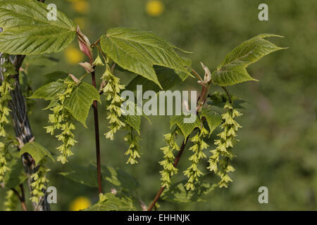 Acer pensylvanicum, Striped maple, Moosewood Stock Photo