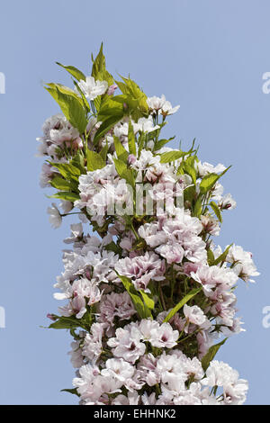 Prunus serrulata 'Amanogawa', Japanese cherry Stock Photo