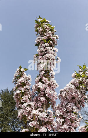 Prunus serrulata 'Amanogawa', Japanese cherry Stock Photo