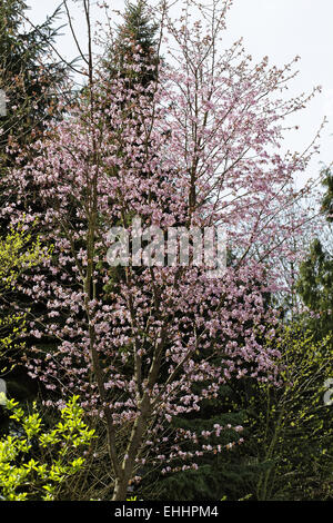 Prunus sargentii, Japanese Cherry Stock Photo