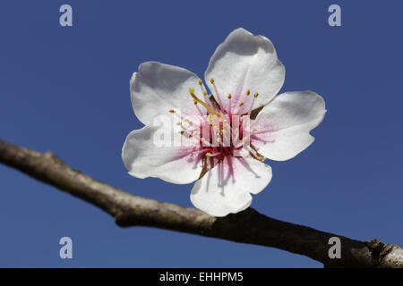 bitter almond (Prunus dulcis var. amara, Prunus dulcis amara), several ...