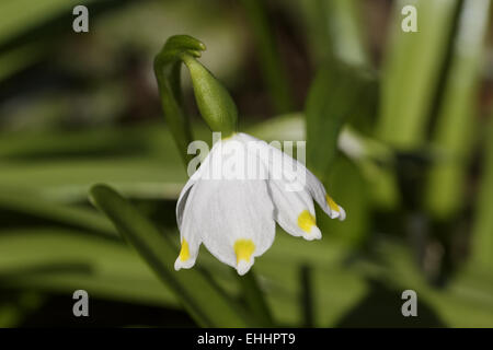 Leucojum vernum, Spring Snowflake Stock Photo