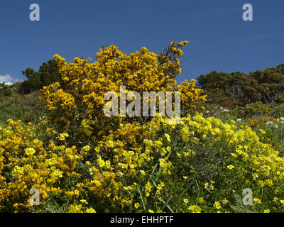 Oxalis pes-caprae, Bermuda buttercup Stock Photo