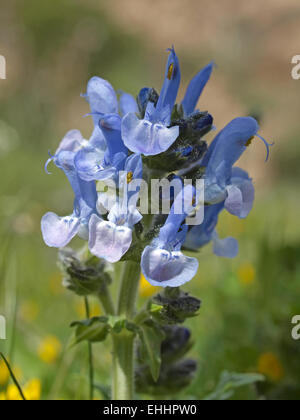 Salvia verbenaca, Wild Clary, Wild Sage Stock Photo