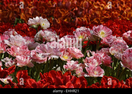 Tulip Angelique, Double late tulip Stock Photo