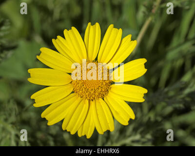 Chrysanthemum coronarium, Edible Chrysanthemum Stock Photo