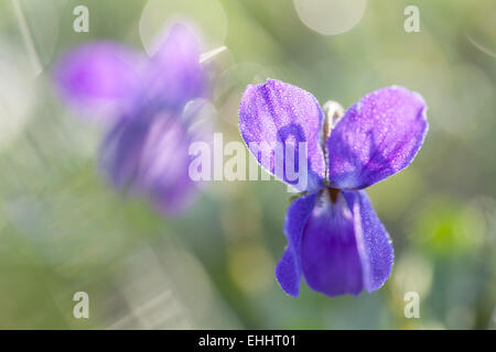 March Violets (Viola odorata) Stock Photo