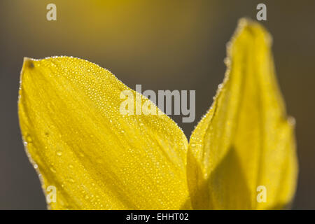 Yellow daffodil (Narcissus pseudonarcissus) Stock Photo