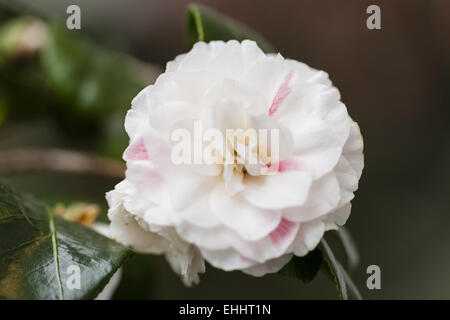 Camellia (Camellia japonica) Stock Photo