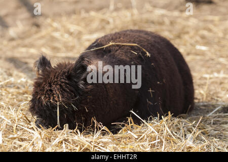 Alpaca (Vicugna pacos) Stock Photo