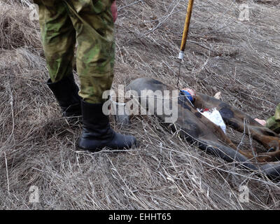 Lugansk, Ukraine. 12th Mar, 2015. Sappers have discovered an improvised explosive device -- Task Force Security Service of Ukraine together with the police on Thursday, March 12, 2015, prevented a terrorist act near the critical infrastructure of the region - road and railway in the Luhansk region. Law enforcers found on the side of the road 'Lisichansk-Artemivs'k' improvised explosive device directed action disguised as a fire extinguisher. Credit:  Igor Golovnov/Alamy Live News Stock Photo