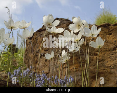 Anemone in spring, Germany Stock Photo