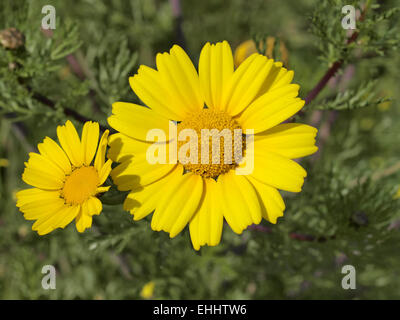 Chrysanthemum coronarium, Garland Chrysanthemum Stock Photo