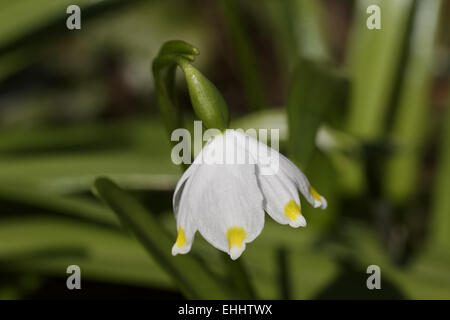 Leucojum vernum, Spring Snowflake Stock Photo