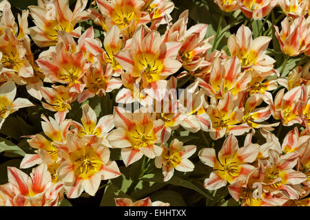 Tulip Quebec, Greigii tulip Stock Photo
