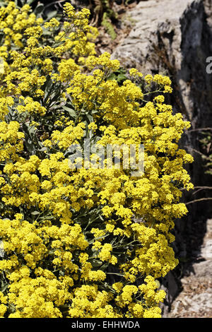 Alyssum saxatile, Golden Alyssum, Gold-dust Stock Photo