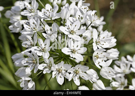 Allium neapoiltanum, Naples Garlic Stock Photo