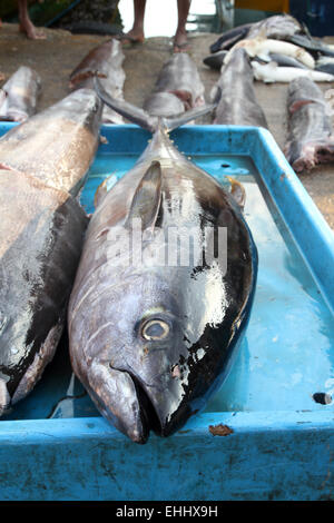 A big tuna fish, yellow fin, in the fish market Stock Photo