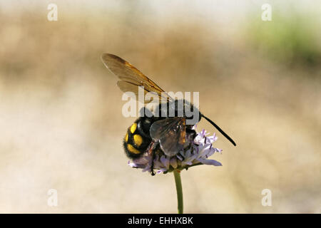 Megascolia maculata, Mammoth wasp Stock Photo