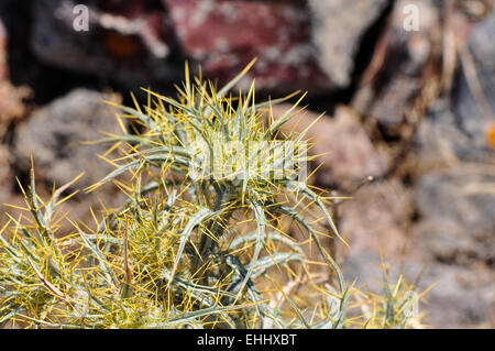 Plants on the island of Santorini, Aegean Sea, Greece Stock Photo