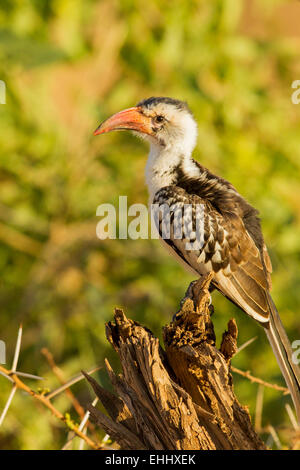 Northern Red-billed Hornbill ( Tockus erythrorhynchus) Stock Photo